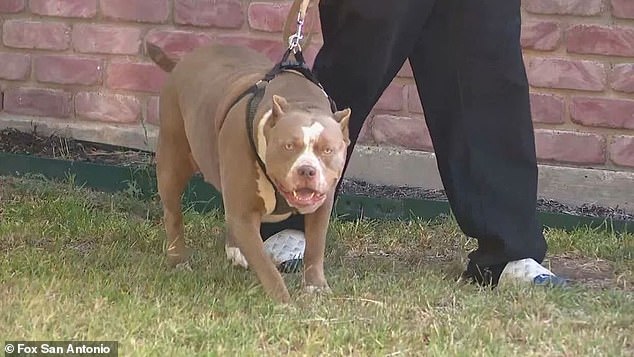 The dogs described as 'XL pits' were previously known as troublemakers, and the Bexar County Sheriff's Office had responded to calls regarding their behavior before.