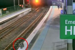 Cheeky Koala Leads Police On A Low-speed Chase Through A Sydney Train ...