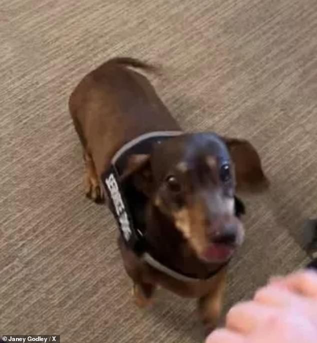 The sweet clip of their reunion showed Janey's dog jumping onto her bed, pleased to see his owner as he continues to receive end-of-life care in hospice.