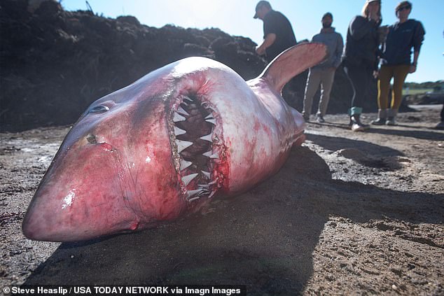 The changing tides made it difficult for responding officials to corral the gigantic and extremely heavy creature.