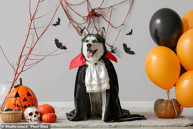 Meanwhile, animal welfare organization Four Paws has urged pet owners that the spooky season could be stressful for our furry friends.