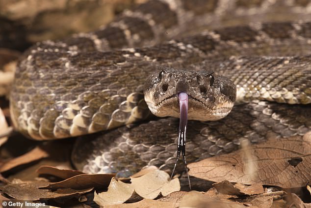 Two-year-old boy bitten by South Pacific rattlesnake (pictured)