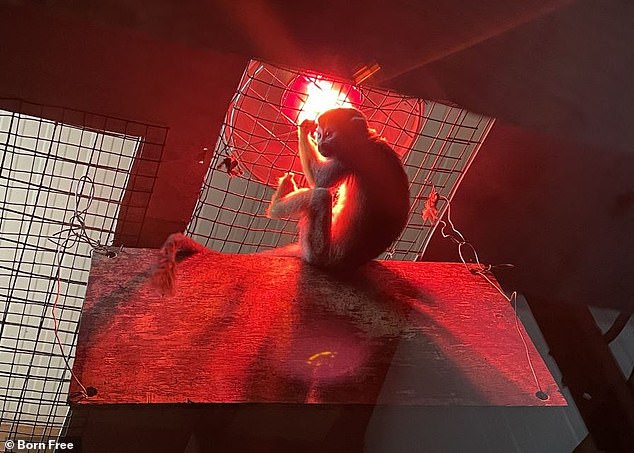 A young monkey clings to netting under a heat lamp at the zoo amid concerns its habitat will not stay warm enough in 2022.