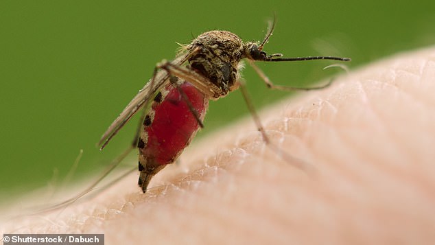 West Nile virus is the most common mosquito-borne disease in the continental US.