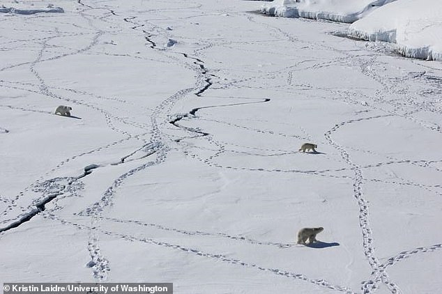 Here, three adult polar bears travel across sea ice in eastern Greenland. Bears already have to deal with longer Arctic summers and a general loss of sea ice, which is reducing access to their prey and leaving them stranded.