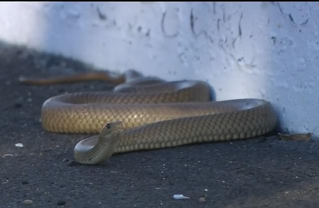 Follow snake invasions (like this dangerous, poisonous noodle that went out of business in Bathurst on Thursday) and kangaroos come to the fore every year.