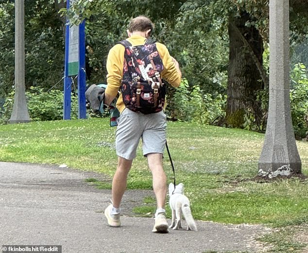 An unidentified man was seen walking a fox that looked similar to the animal Melling saw in a nearby park.