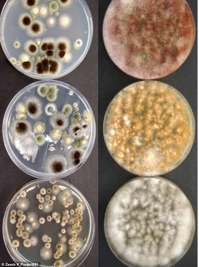 Mold samples extracted from marijuana plants. The Petri dishes on the left show evidence of Fusarium, a large genus of filamentous fungi linked to the cannabis plant, as well as the toxins they produce.