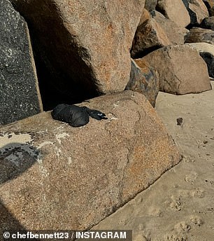 In her furious post, Shannon shared a series of photos of bags of dog poop that had apparently been left lying around her house and on the beach.