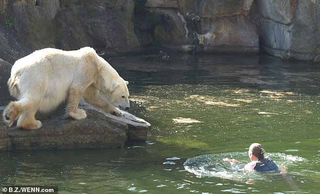 Visitors' day of fun at the zoo would soon take a nightmarish turn after a woman scaled the three-foot perimeter wall and jumped into the icy water below and swam toward the bears.