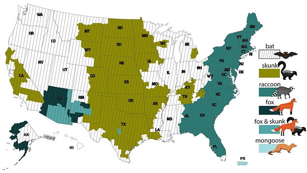 The map above shows which animals are most likely to become infected with rabies in certain areas.