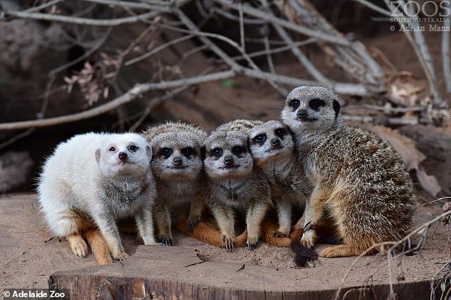 The reason for Snowy's abnormal color remains a mystery, but the zoo said she was not born that way