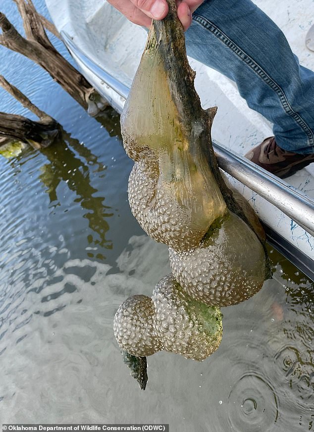 Images of the strange sightings in Oklahoma over the summer appeared online, showing large gelatinous balls with a hard exterior hanging from submerged tree branches.