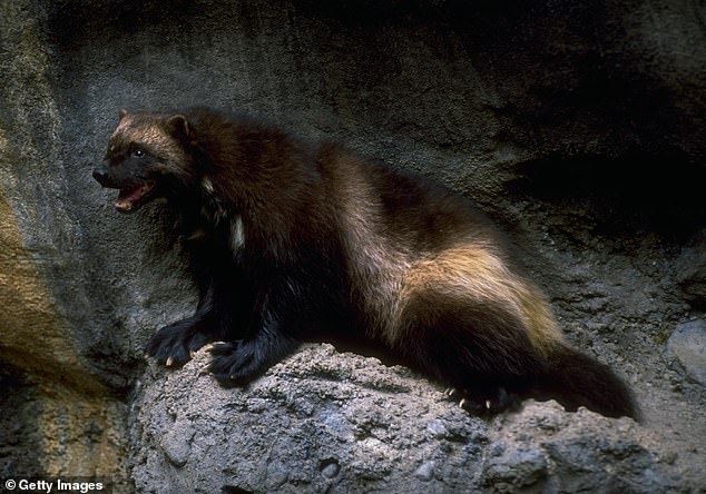 Like bears, wolverines or 'wolverines', they walk on the soles of their feet and have curved, semi-retractable claws that allow them to climb trees.