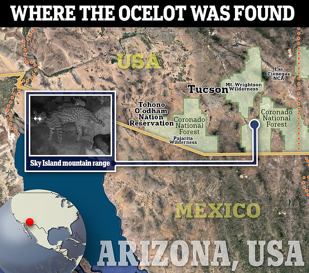 A graphic shows where the ocelot was seen on the Sky Island mountain range.