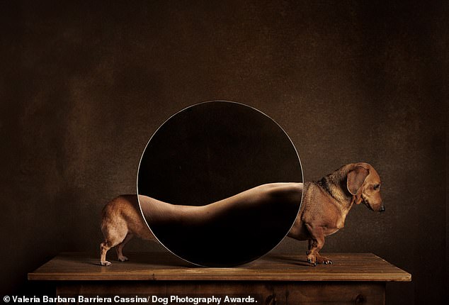 'Canine Metamorphosis' by Valeria Bárbara Barriera Cassina, which won first place in the Study category