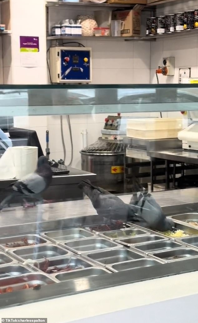 Images of three pigeons foraging through food and walking around the preparation area have been viewed more than 1 million times in just three days (pictured)