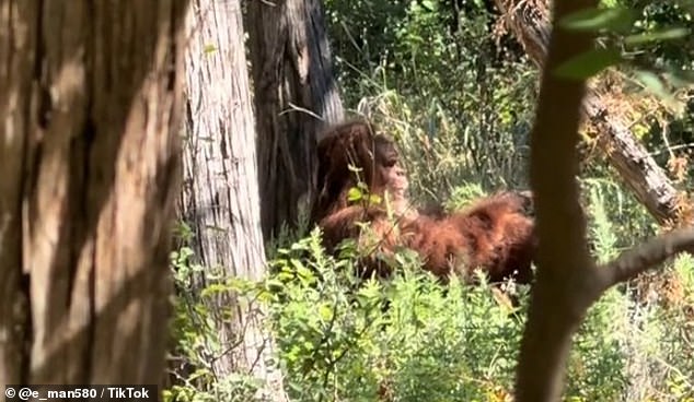 The nearly ten-second clip shows the furry human-like creature leaning against a tree in the Parallel Forest in Lawton, chewing on a leafy branch, before noticing a viewer peering through the tree lines.