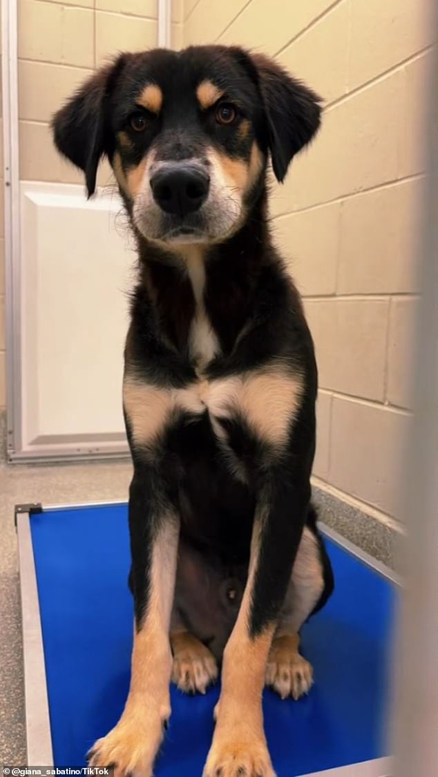 When Hurricane Helene hit the southern US, hundreds of dogs were evacuated from shelters in areas affected by the hurricane, including Florida, Tennessee and North Carolina.