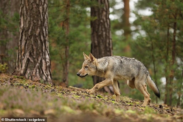 Margaret reveals that Arctic Lakeland is one of the few places in Europe where you can spot bears, wolves and wolverines (archive image)