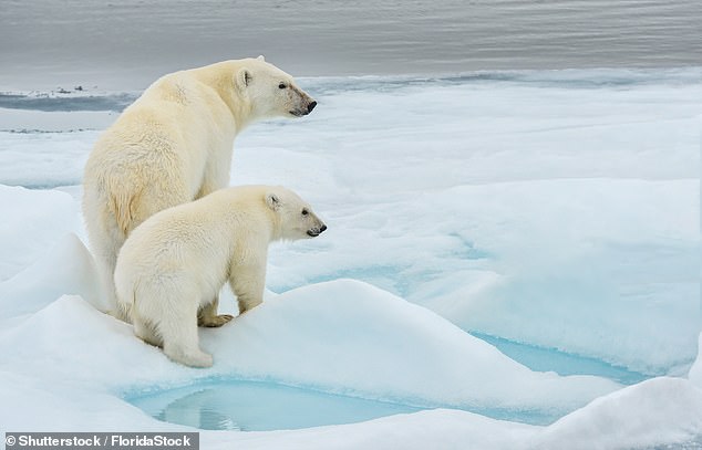 The discovery will be good news for wildlife that has been threatened by intense radiation during periods of ozone degradation, such as the opening of the ozone hole in 2020. Pictured: Polar bears on the Arctic island of Svalbard.