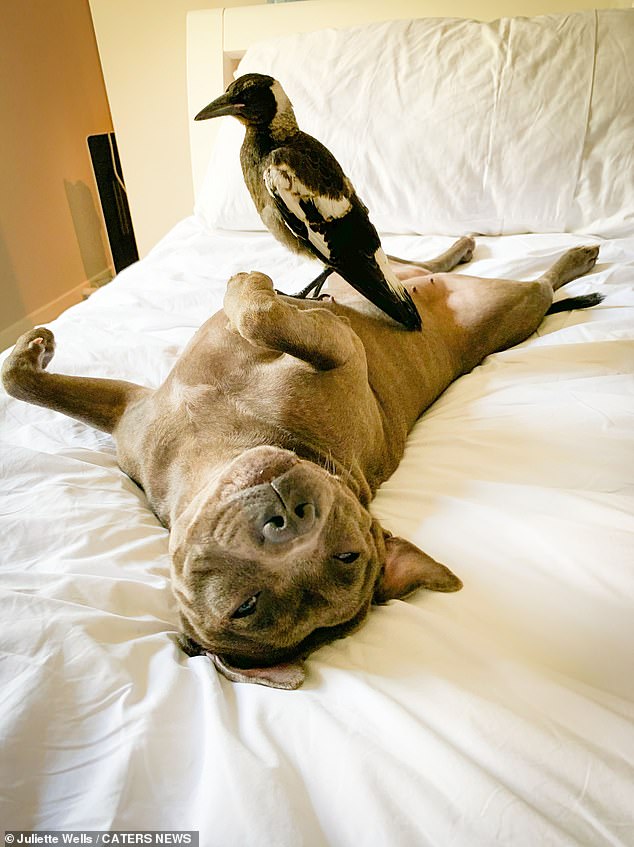 Molly the magpie, who lives with two Staffordshire terriers, was taken from Juliette Wells and Reece Mortensen because they did not have the right permit, but was returned a month later after a public outcry.