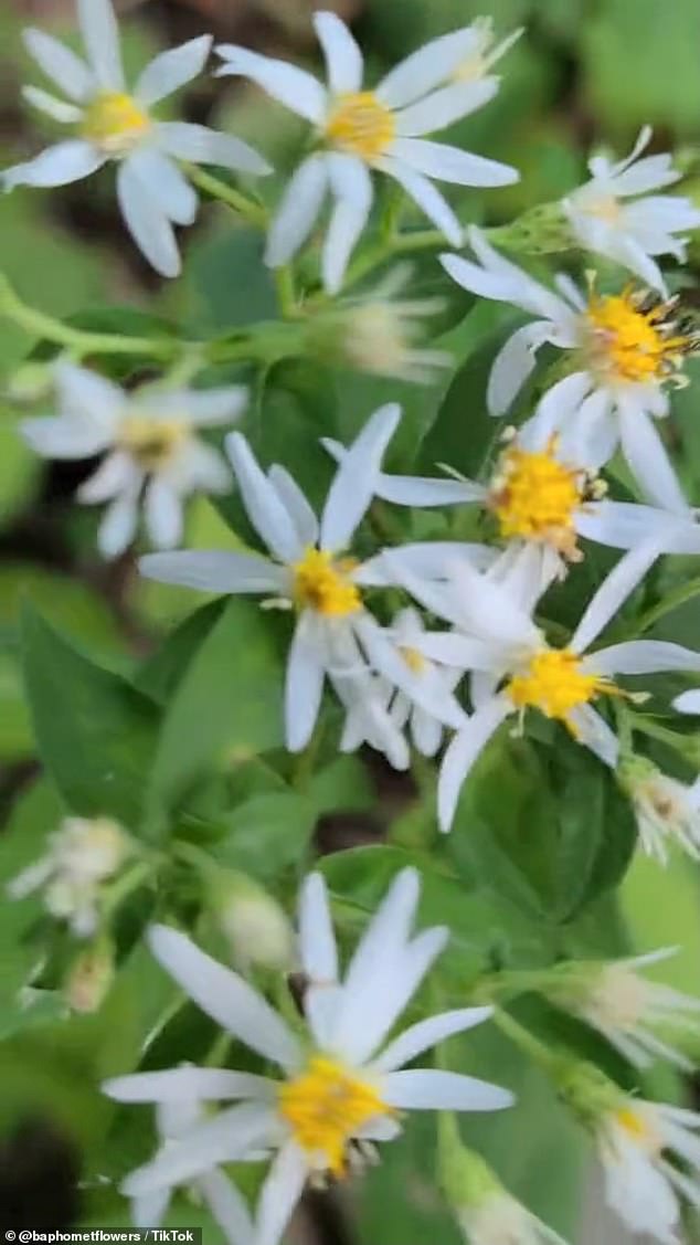 Whiteberries bloom from July to October in forest environments.