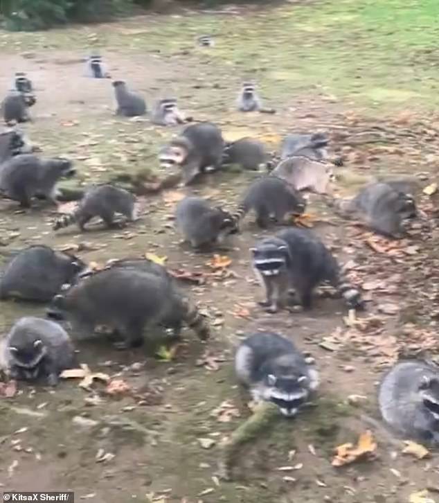 The anonymous woman started leaving food for the nocturnal bandits more than 35 years ago without any problems, but the raccoon population skyrocketed just six weeks ago.