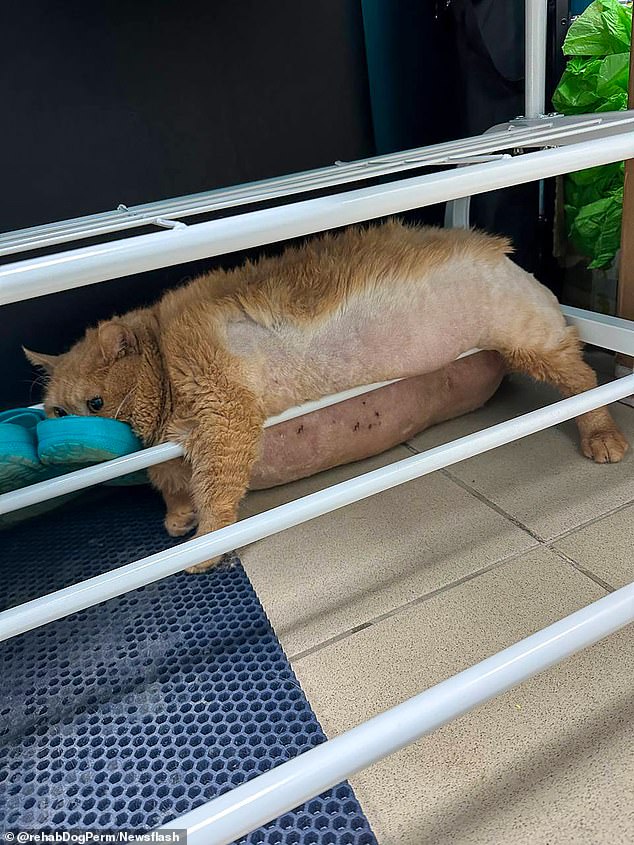 Cheeky Kroshik tried to escape the fat loss camp once, but got trapped between the bars of a shoe rack, with an unfortunate photo showing his stomach touching the floor and his face pressed against a plastic surgery clog.