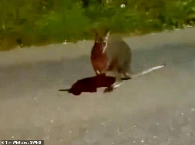 The wallaby was spotted on the side of the road near Crediton, south Devon. The marsupial is more than 16,000 kilometers from its home in Tasmania.