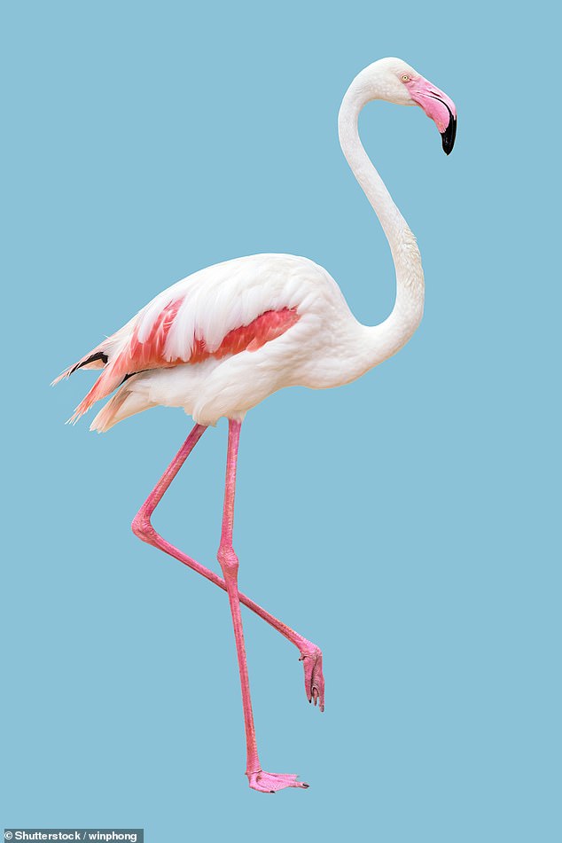 It is often said that being able to balance safely on one leg is a good test for health, and not just for flamingos.