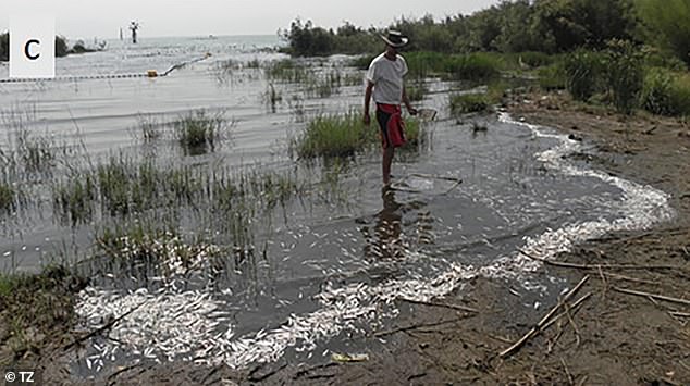 Researchers set out to discover why hundreds of dead fish washed up on the shore of Lake Kinneret in 2012. They discovered that a lack of oxygen in the water had caused the fish to suffocate to death.