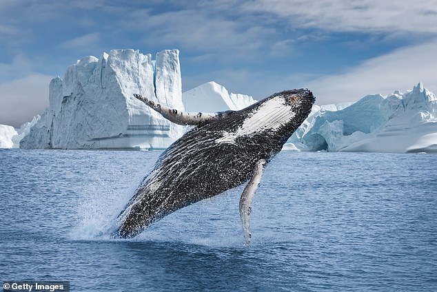 Humpback whale spotted on glacier cruise in Greenland