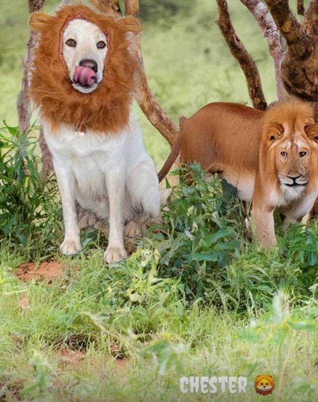 The dogs were photoshopped into fake backgrounds.