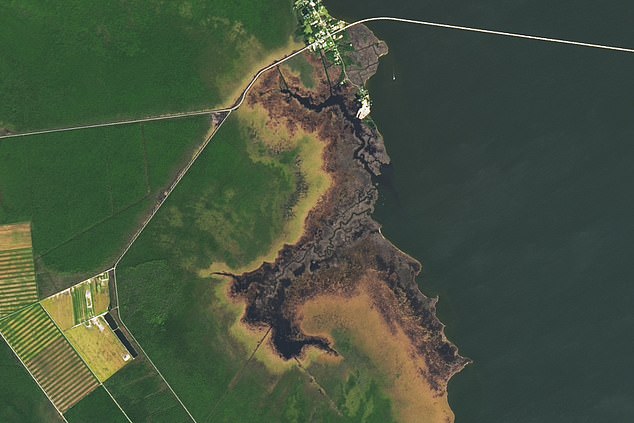 In this image from 2024, the ghost forest appears light brown and stands out against the healthy, bright green forest.