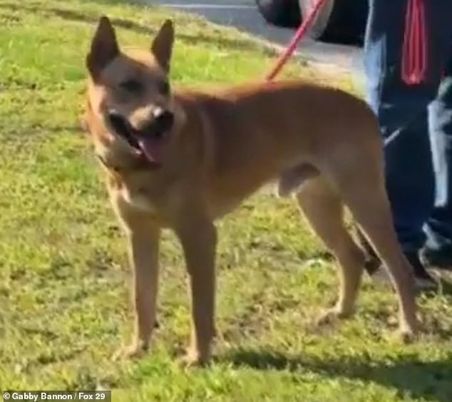 Rusty's love for his new family was demonstrated just two weeks later, when he began walking and barking while Bannon and his babies took a nap.