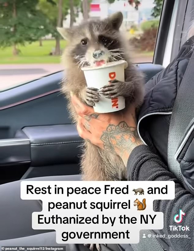 Fred the raccoon was also euthanized by New York state officials on Friday.