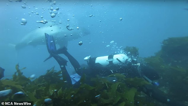 The 4-metre great white shark swam close to the divers and Tim Ryan told 9 News it was right on top of it with its mouth slightly open and close enough to touch it. Image: supplied.