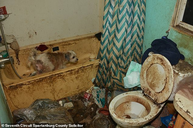 'In the house, the dogs contributed to the deplorable conditions. Lots of feces in the home, both from cats and dogs; urine, which created a huge ammonia-like odor