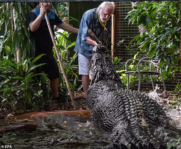 George Craig of Green Island Marineland Melanesia (pictured) feeds Cassius, who died at the age of 110