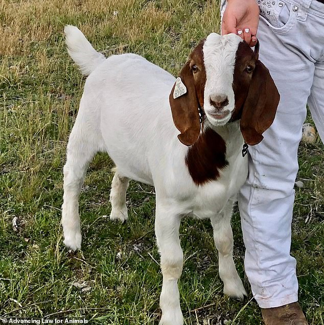 The unimaginable ordeal unfolded when the young girl's beloved companion, named Cedar, was captured as part of a program aimed at teaching young people how to care for farm animals, despite the family's desperate pleas and emotional protests.