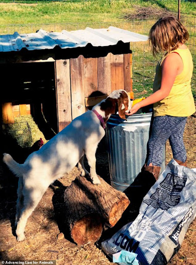 Long's family purchased Cedar, a seven-month-old white Boer, in April 2022 and the animal soon formed a bond with her nine-year-old daughter, who fed and cared for him every day.