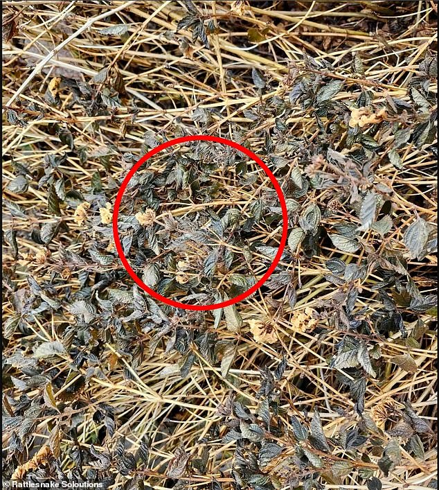 Several Facebook users admitted they couldn't find the snake, even when the company added a red arrow pointing to its skin.