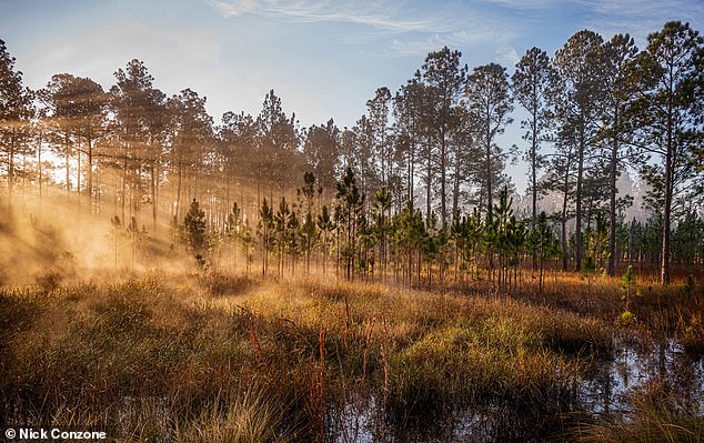 Conservationists have worked hard to protect the 673-square-mile expanse of pine scrub, lakes and canoe trails.