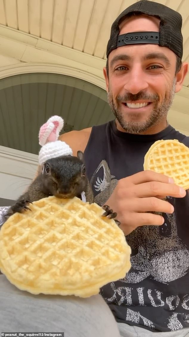 Others called for someone to take revenge on the squirrel, who had more than half a million followers (and had touched the hearts of many more) on social media. Longo posted on Sunday to further remember his former breakfast companion, who had a penchant for waffles.