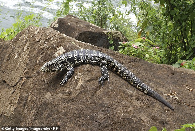 The invasive lizards that can grow up to five feet long have been seen in Cleveland, the Charleston Mountains and the Midlands.