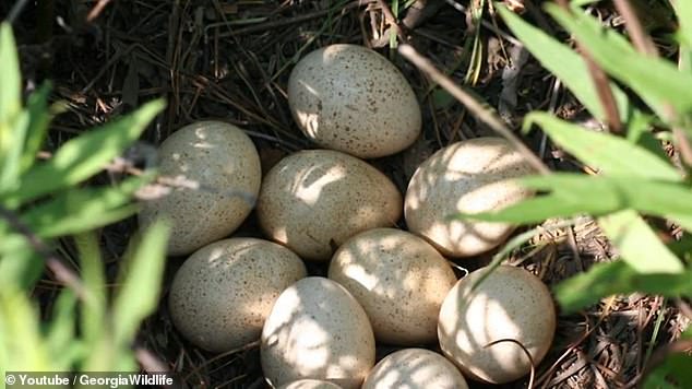 The non-native lizards have specifically been invading the state's natural ecosystem and consuming the eggs of quail, turkey, alligator, and ground-nesting birds.