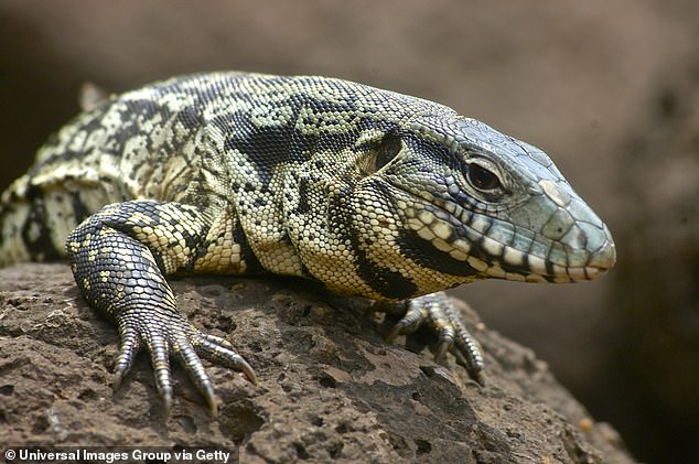 Compared to other lizards, Tegus can withstand the cold and can raise its body temperature 50 degrees above the current climate.