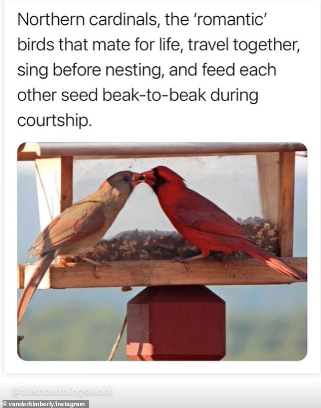 The 42-year-old 'medical intuitive' posted How Things Work on Instagram about northern cardinals who are romantic because 'they mate for life, travel together, sing before nesting, and feed each other seeds from beak to beak for long.' the courtship'.