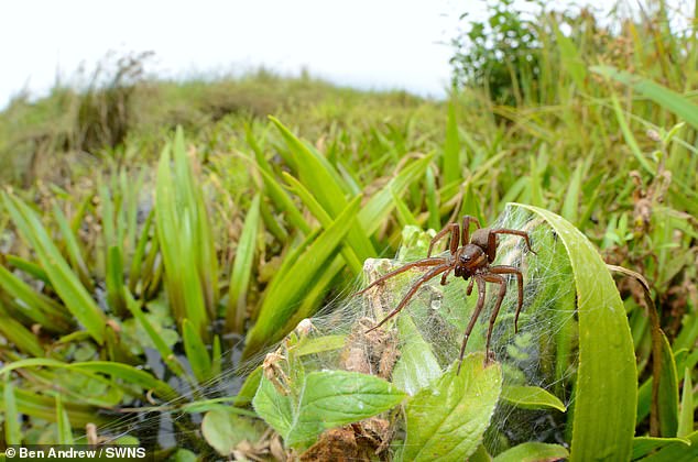 While they may look scary, the swamp raft spider is harmless and plays a vital role within healthy aquatic ecosystems, the zoo insists.